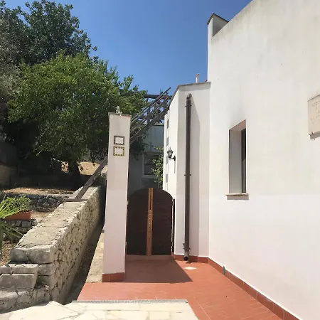 L’ulivo